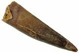 Fossil Spinosaurus Tooth - Real Dinosaur Tooth #319007-1